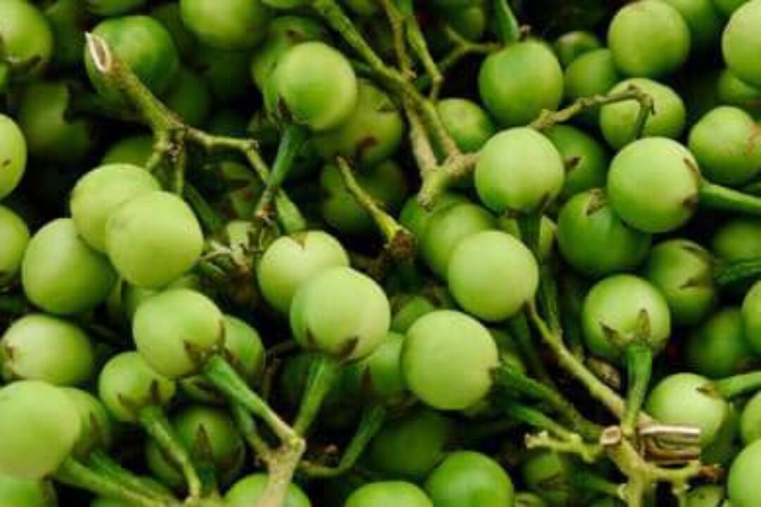 Health Benefits of Turkey Berries Explained