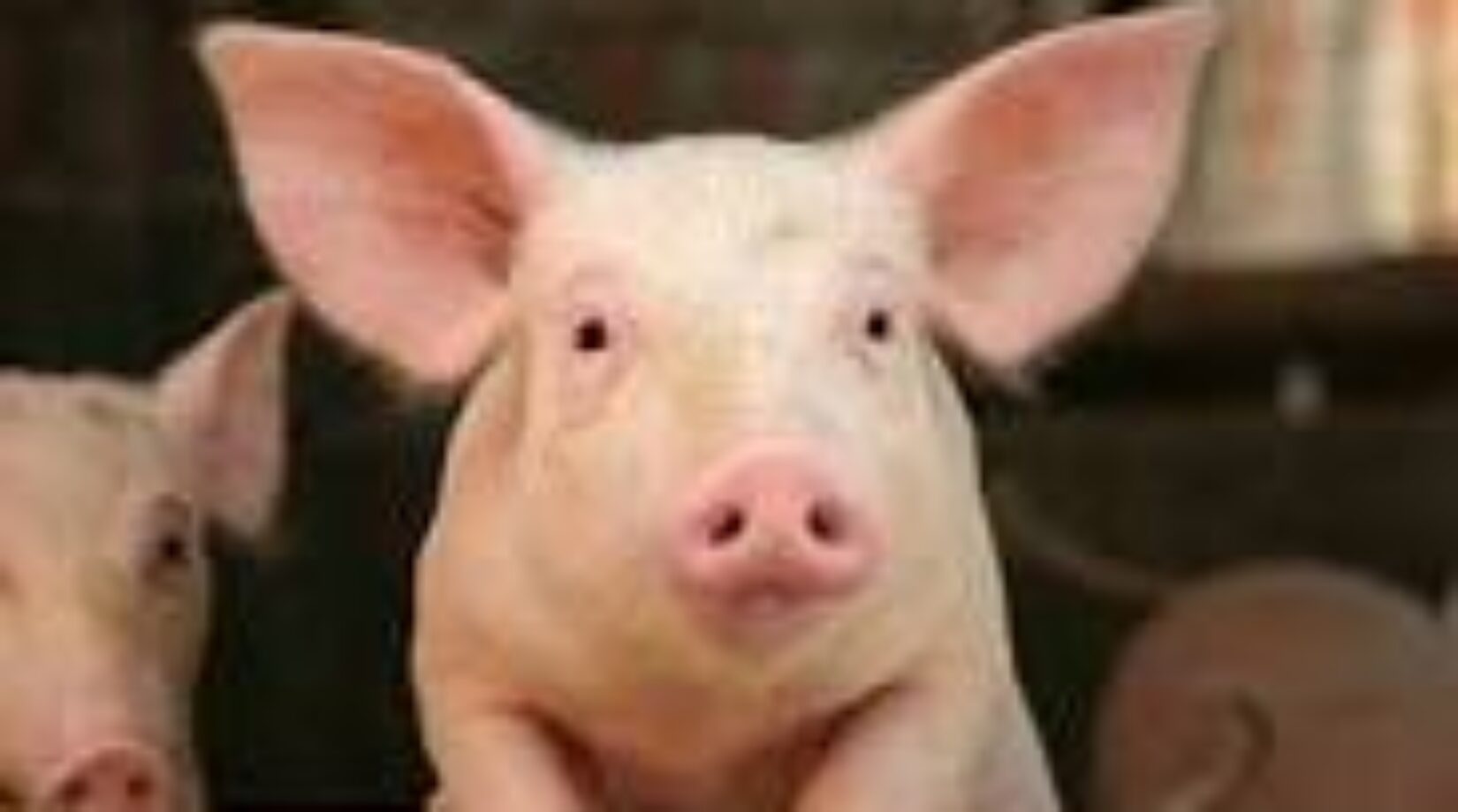 PIG FARMERS ANNOUNCE ANOTHER INCREASE IN PRICES OF PORK OVER HIGH COST OF PRODUCTION
