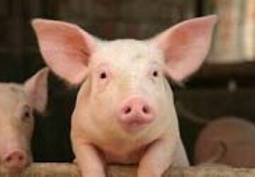 PIG FARMERS ANNOUNCE ANOTHER INCREASE IN PRICES OF PORK OVER HIGH COST OF PRODUCTION