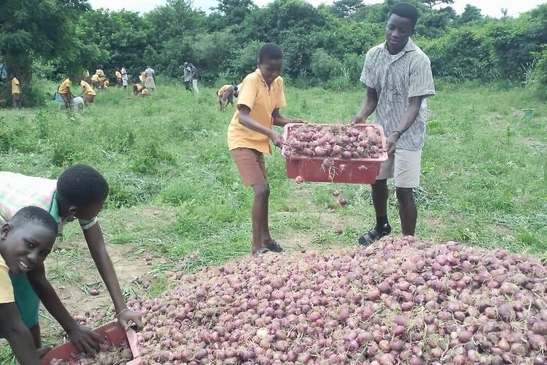 Ghanaian School Sets example for local Onion production, challenging import dependency