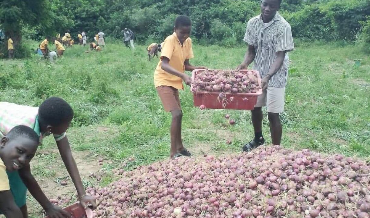 Ghanaian School Sets example for local Onion production, challenging import dependency
