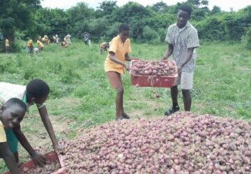 Ghanaian School Sets example for local Onion production, challenging import dependency
