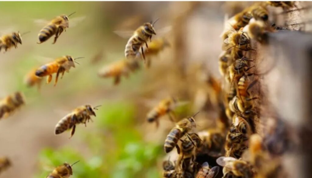 Bees-754x424