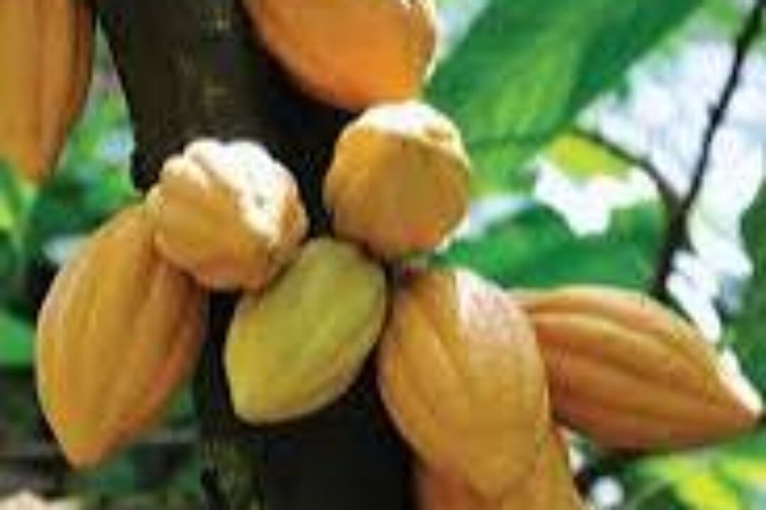 Cocoa crisis deepens with Ghana set to lose access to bank loan