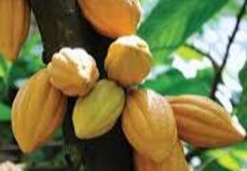 Cocoa crisis deepens with Ghana set to lose access to bank loan