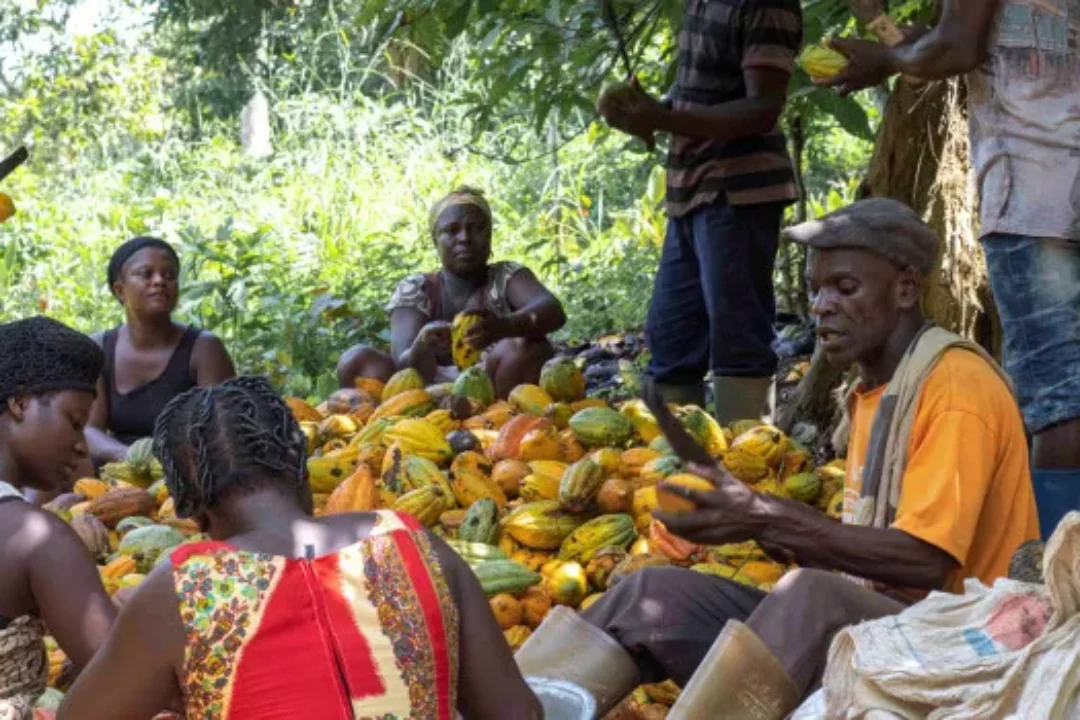 Minority demands immediate increase in farm-gate price of cocoa