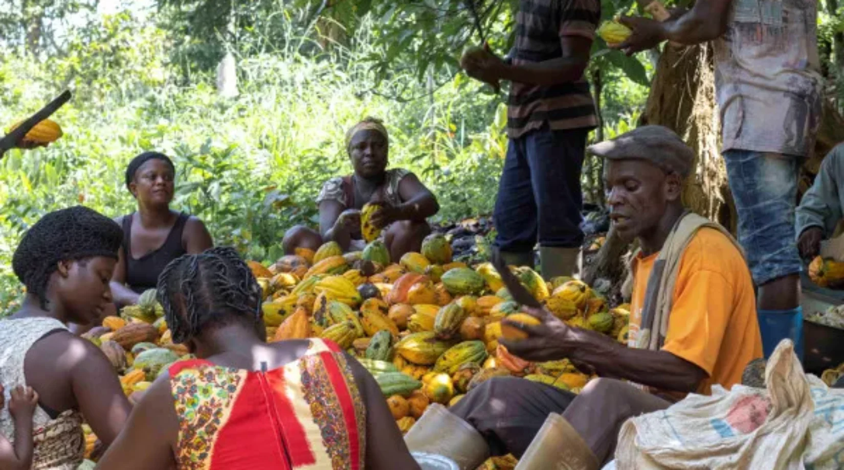 Minority demands immediate increase in farm-gate price of cocoa
