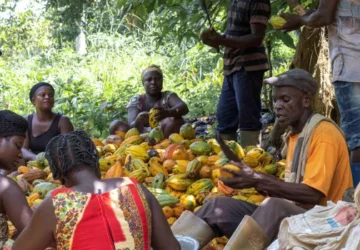 Minority demands immediate increase in farm-gate price of cocoa