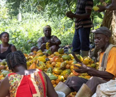 Cocoa360-cocoa-farmers-agri