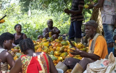 WHO IS PAYING $10,000 FOR COCOA?- CGCI Asks Cocoa Buyers