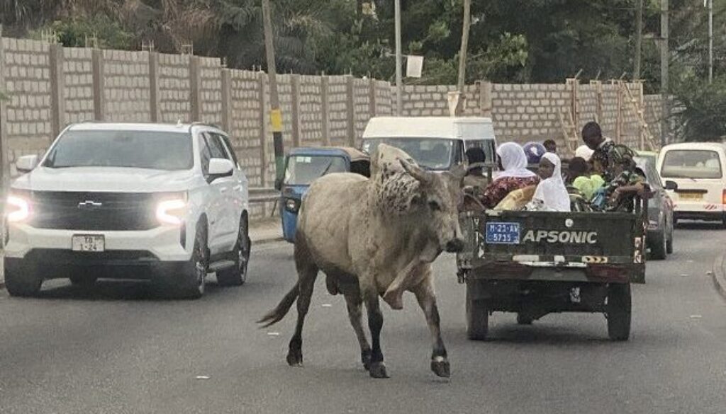 stray-cattle