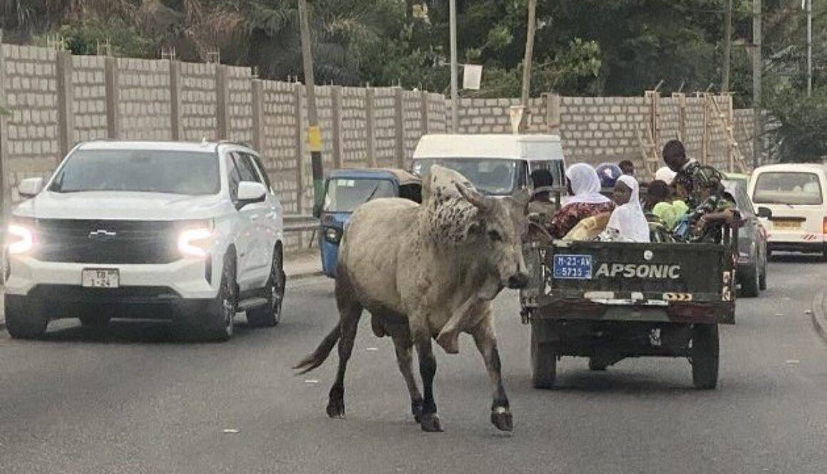 stray-cattle