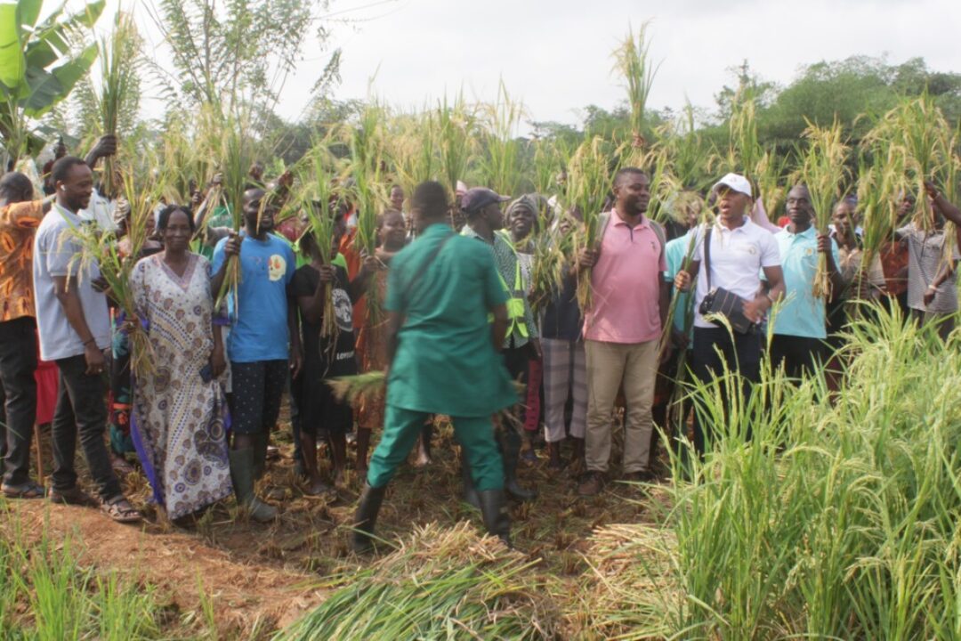 CSIR-CRI empowers Western North Farmers with Modern Rice Farming Techniques to Boost Production