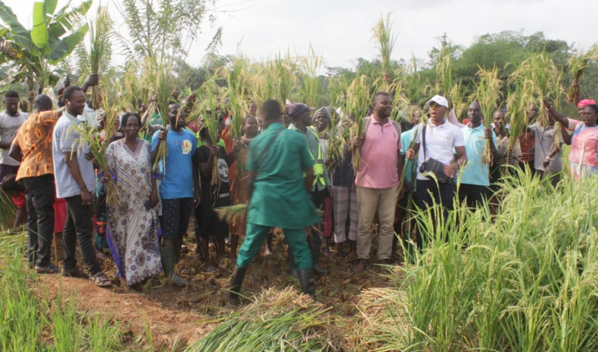 CSIR-CRI empowers Western North Farmers with Modern Rice Farming Techniques to Boost Production