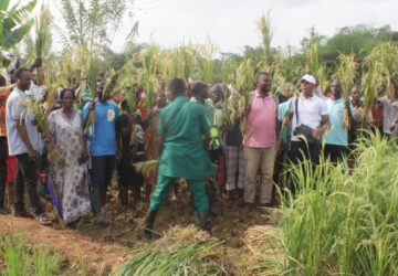 CSIR-CRI empowers Western North Farmers with Modern Rice Farming Techniques to Boost Production