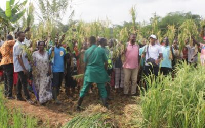 CSIR-CRI empowers Western North Farmers with Modern Rice Farming Techniques to Boost Production