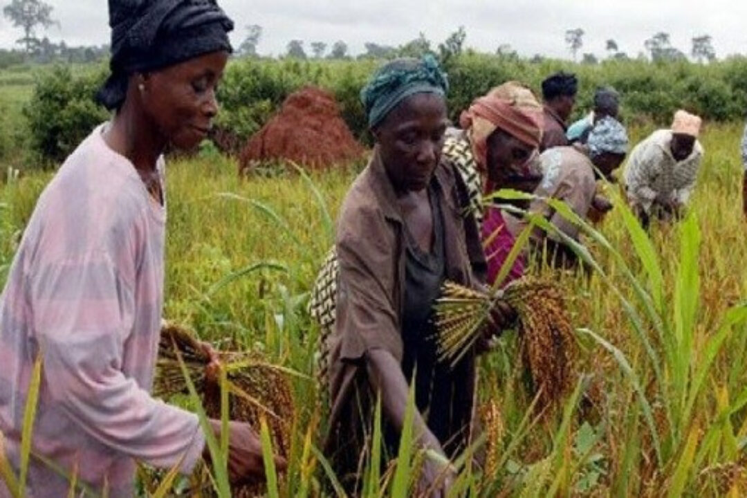 Urgent appeal to Ghanaians from ‘Eat Ghana Rice Campaign’ to consume Ghana rice
