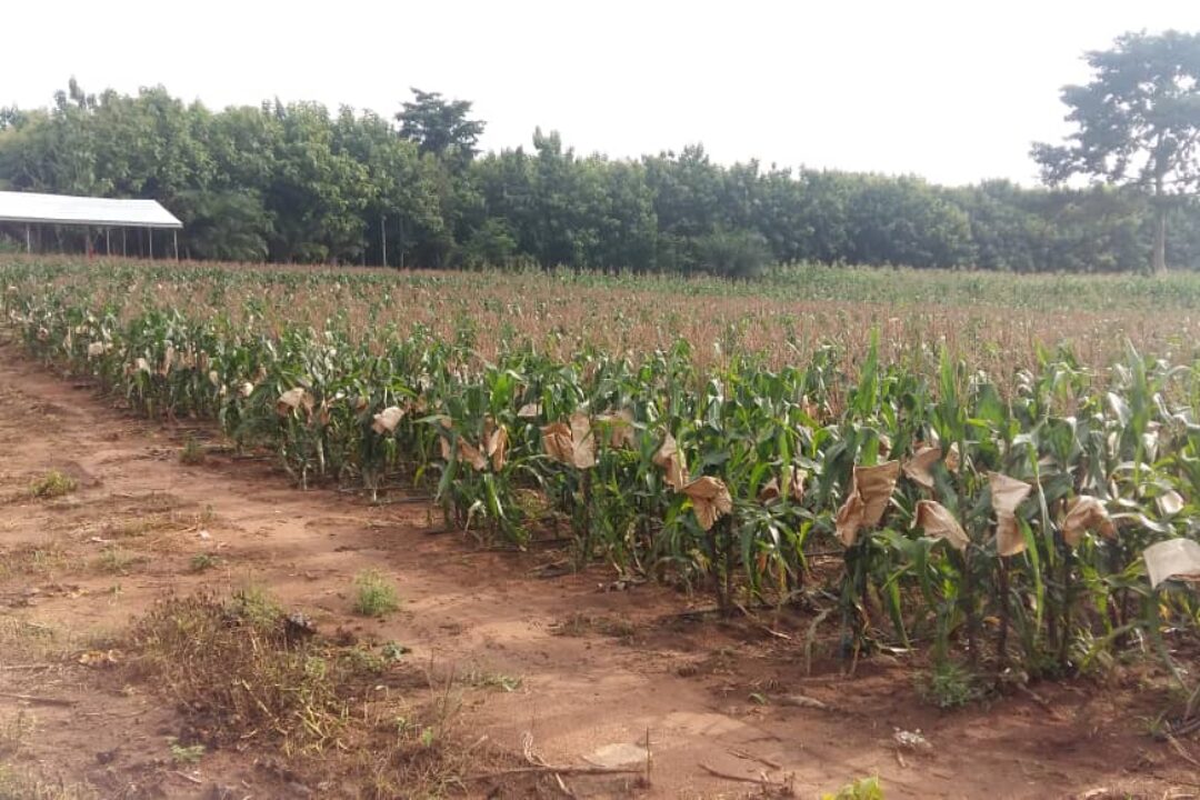 Ghana’s commercial seed industry crisis: Why unqualified leaders are destroying a vital Sector