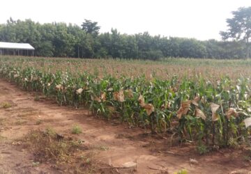 Ghana’s commercial seed industry crisis: Why unqualified leaders are destroying a vital Sector