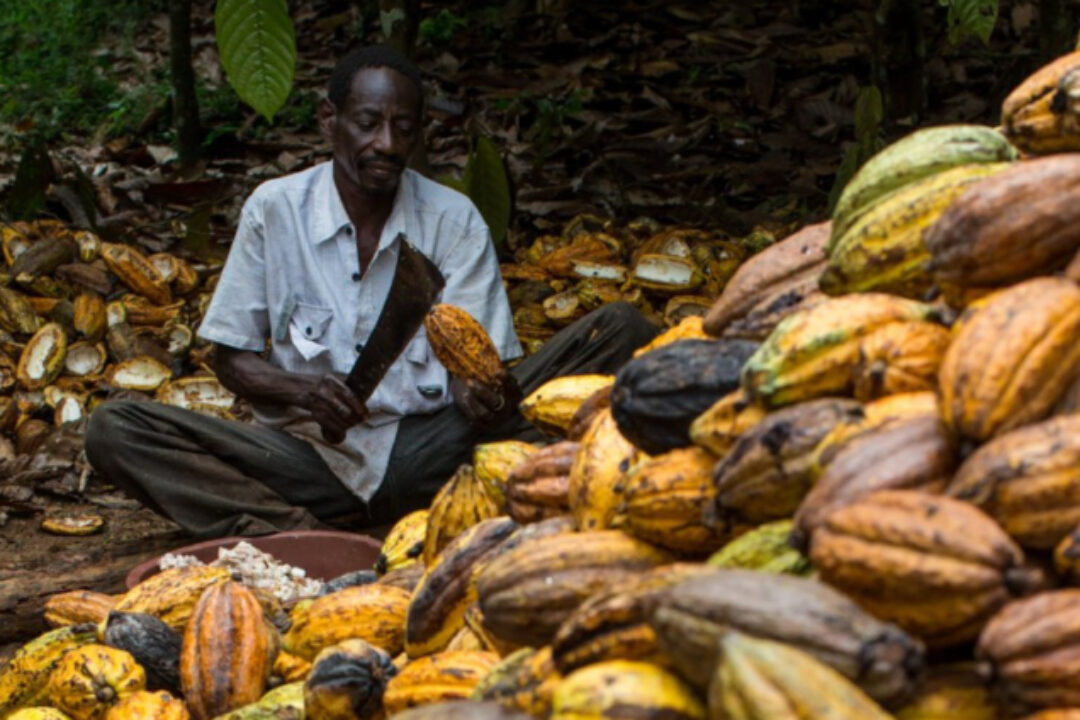 We’ve have not been paid since November last year – Ghana’s cocoa farmers cry out