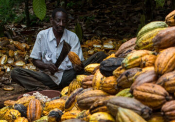 Govt to absorb COCOBOD’s $150m losses… as Cabinet directs immediate cocoa purchases