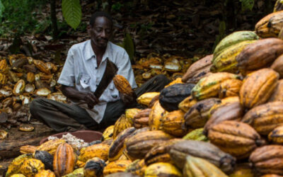 We’ve have not been paid since November last year – Ghana’s cocoa farmers cry out