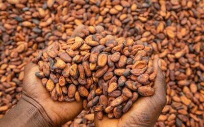 COCOBOD begins paying LBCs to clear arrears owed cocoa farmers