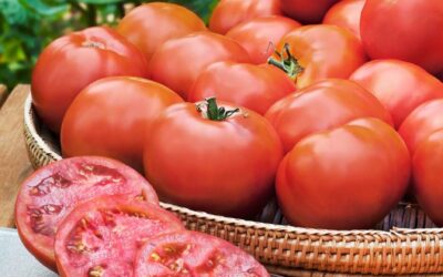 GARDJA calls on government, relevant authorities & regional partners to ensure safe return of survivors of terrorist attack