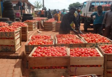 Agric Ministry pushes for local production to offset Burkina Faso tomato supply disruptions