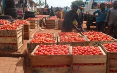 Tomato shortage looms in Ghana…as Burkina Faso bans exports