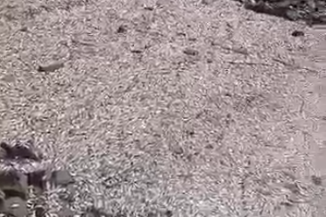 No immediate health threat from dead fish at Tema Shipyard- Ghana Health Service says