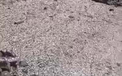 No immediate health threat from dead fish at Tema Shipyard- Ghana Health Service says