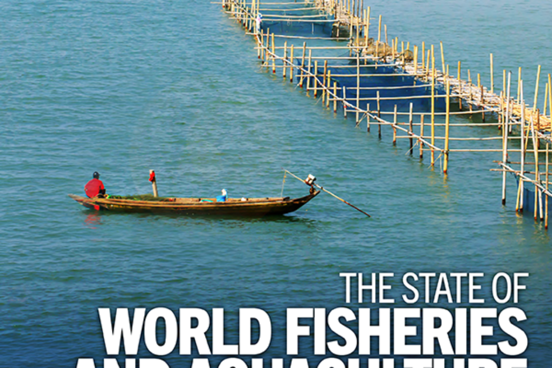 MSC responds to FAO’s state of world fisheries & aquaculture 2026