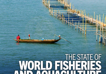 MSC responds to FAO’s state of world fisheries & aquaculture 2026