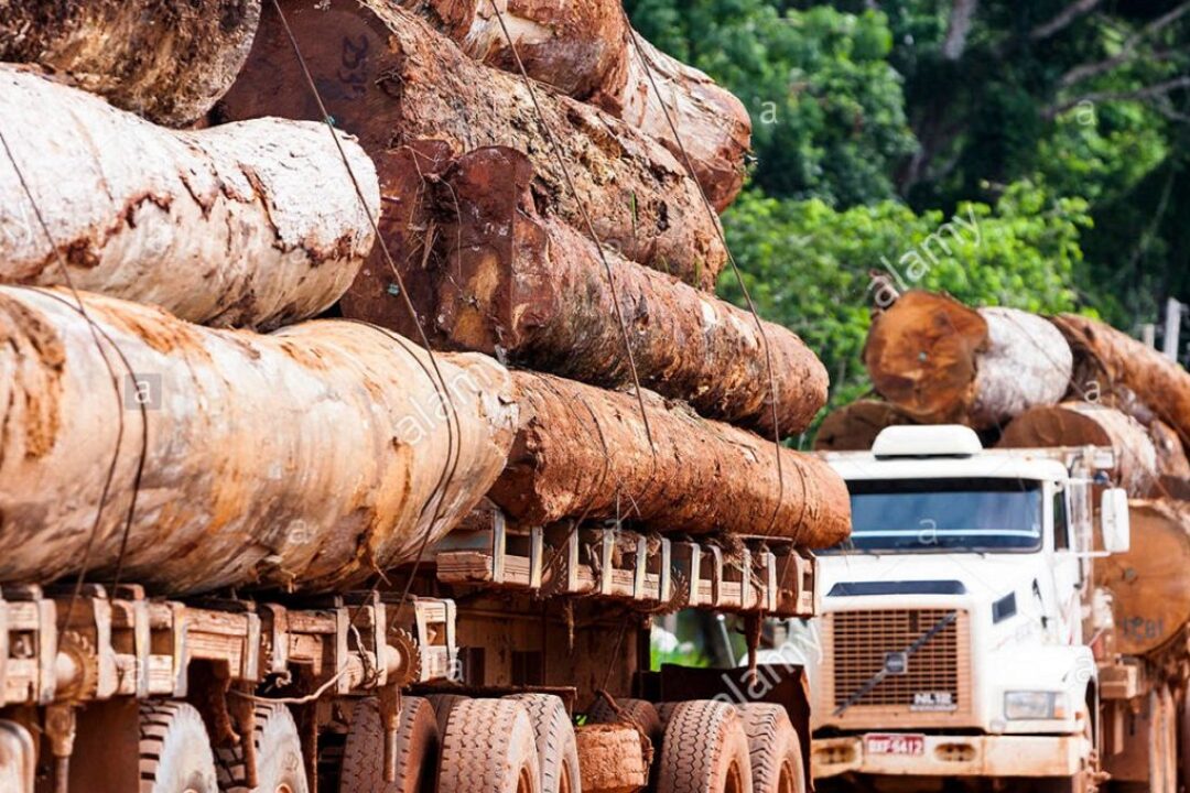 Spotlight on Ghana’s robust timber-harvesting regulatory system towards preservation of our forests