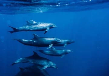 EJN awards 34 Story grants to strengthen Global Coverage of Progress toward the 30×30 Marine conservation target