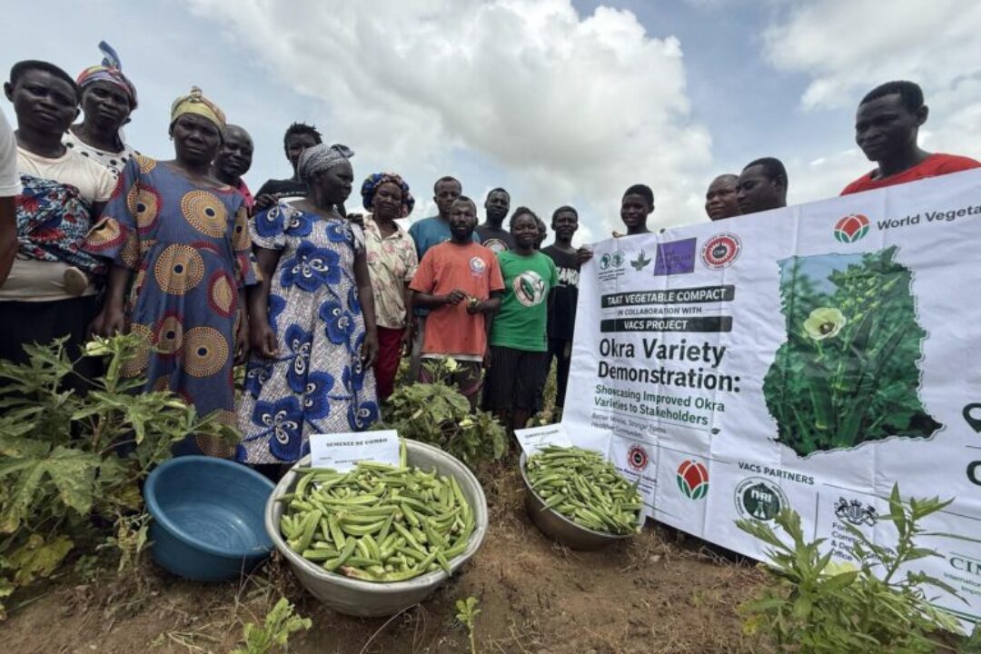 From Research Plots to Farmers’ Fields: The New Okra Varieties Winning Hearts Across Ghana
