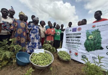 From Research Plots to Farmers’ Fields: The New Okra Varieties Winning Hearts Across Ghana