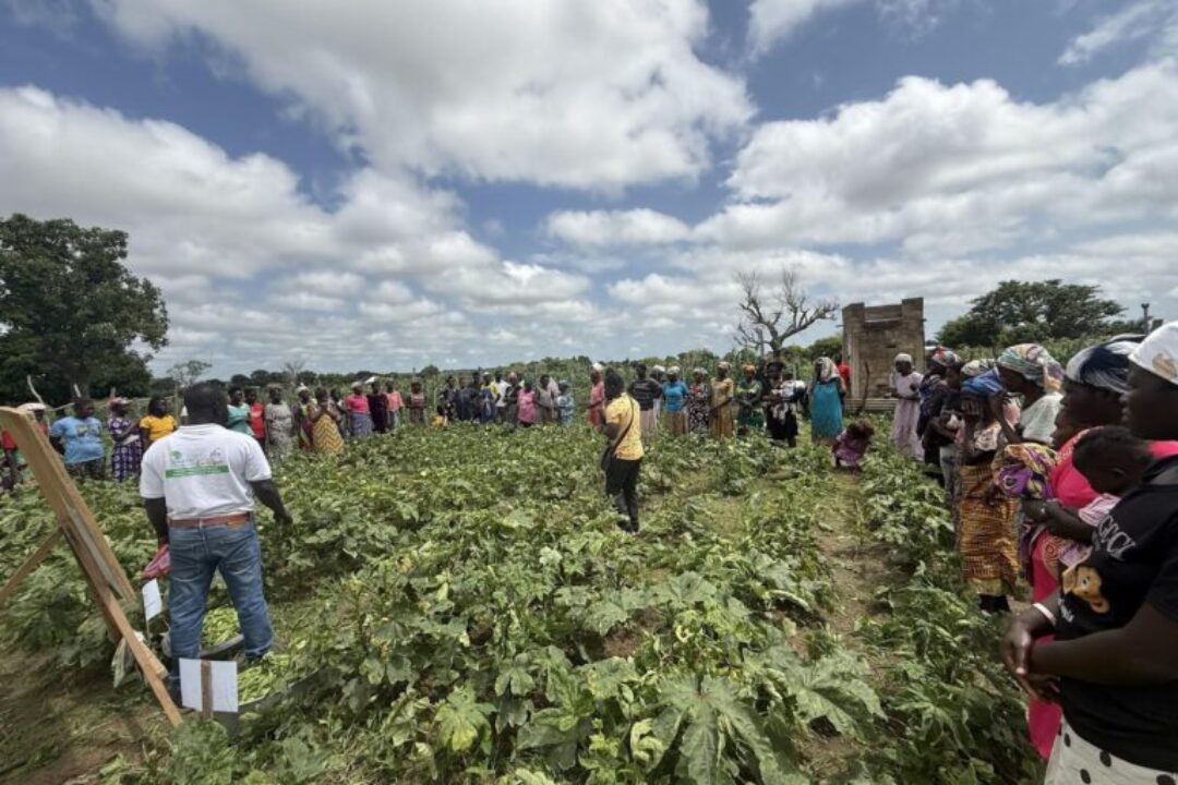 CSIR-CRI STRENGTHENS CAPACITY OF OKRA SEED PRODUCERS THROUGH INTENSIVE TRAINING PROGRAMME ORGANISED BY VACS-BREEDING: OKRA