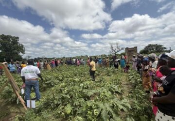 CSIR-CRI STRENGTHENS CAPACITY OF OKRA SEED PRODUCERS THROUGH INTENSIVE TRAINING PROGRAMME ORGANISED BY VACS-BREEDING: OKRA