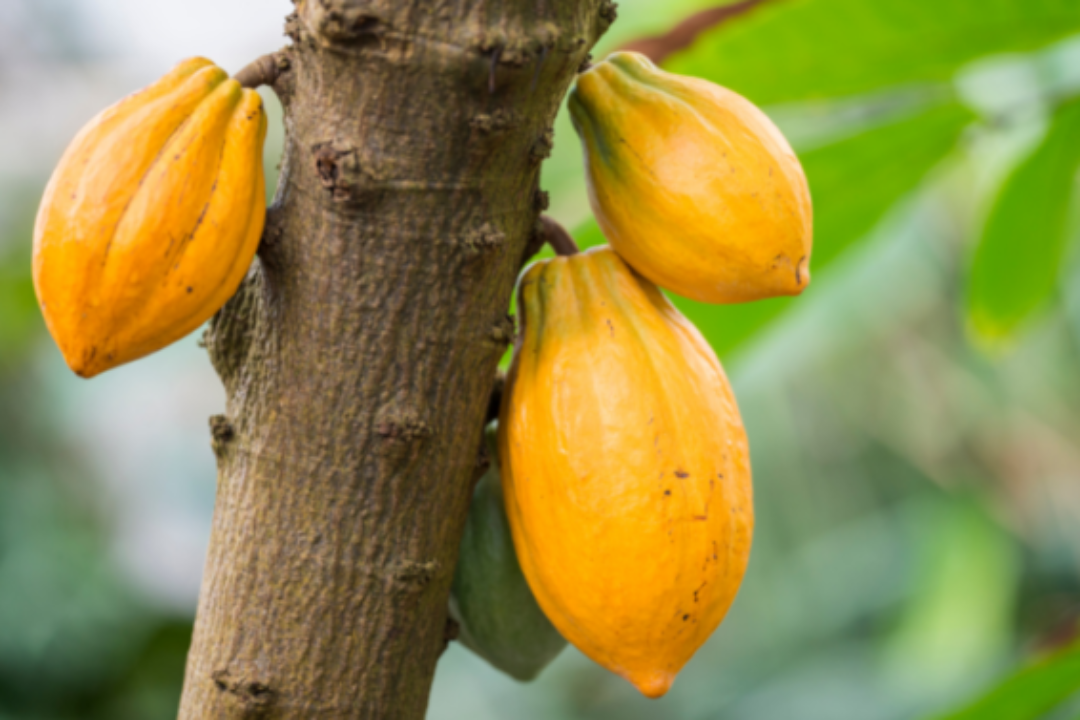 COCOBOD increases cocoa producer price to GH¢42,400 for 2026/27 season