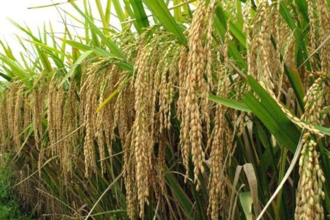 Ghana to cut $500m rice import bill with $18.8m REWARD project-Agric Minister declares