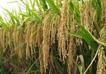 Ghana to cut $500m rice import bill with $18.8m REWARD project-Agric Minister declares