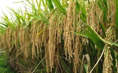 Ghana to cut $500m rice import bill with $18.8m REWARD project-Agric Minister declares